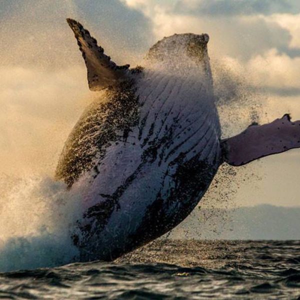 balena madagascar