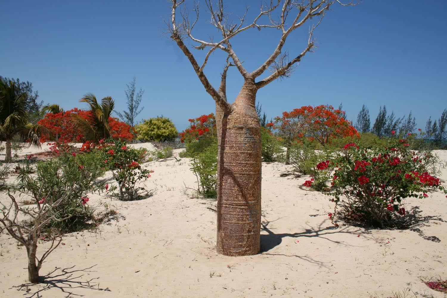 foresta spinosa madagascar