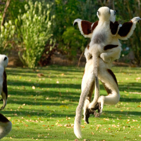 lemuri in madagascar