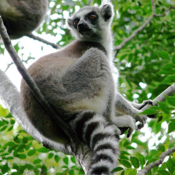 Primo piano di un lemure catta in Madagascar