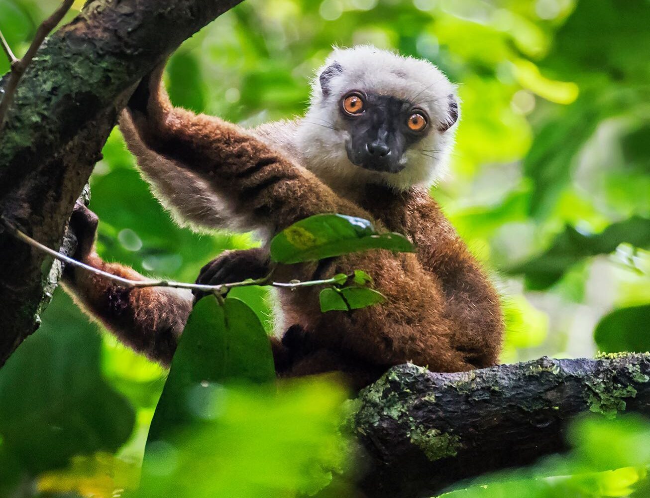 lemure parco nazioanle masoala madagascar