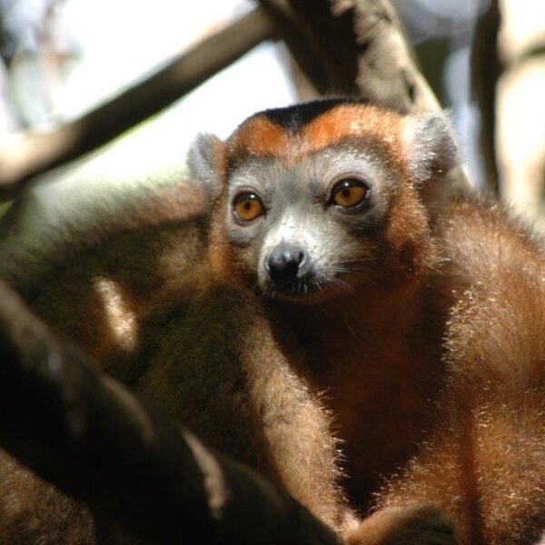 Madagascar. Lemure coronato alla Montagne d'ambre nel viaggio Le Baobab del Tour Operator Wadi Destination.