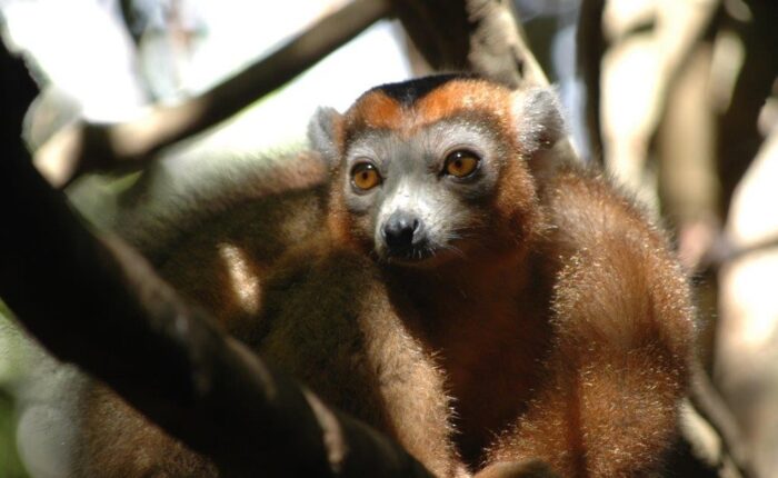 Madagascar. Lemure coronato alla Montagne d'ambre nel viaggio Le Baobab del Tour Operator Wadi Destination.