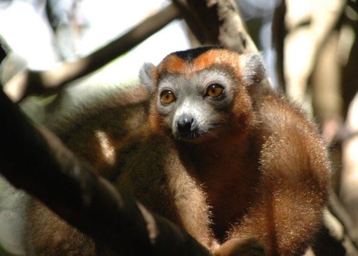 Madagascar. Lemure coronato alla Montagne d'ambre nel viaggio Le Baobab del Tour Operator Wadi Destination.